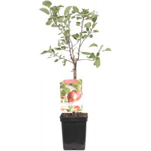 Appelboom (malus domestica "Summer Red") fruitbomen Appelboom (malus domestica "Summer Red") fruitbomen