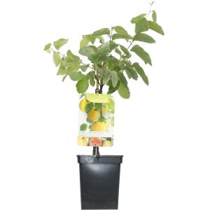 Kweepeer (cydonia oblonga "Vranja") fruitbomen Kweepeer (cydonia oblonga "Vranja") fruitbomen