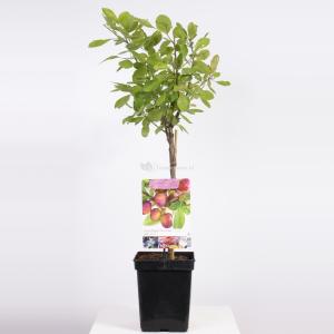 Pruimenboom (Prunus Domestica "Opal") fruitbomen Pruimenboom (Prunus Domestica "Opal") fruitbomen