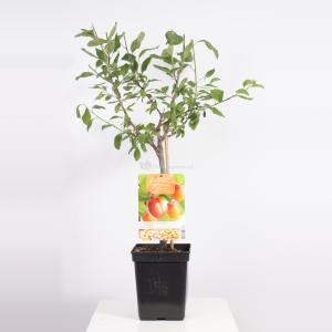 Pruimenboom (Prunus Domestica "Victoria") fruitbomen Pruimenboom (Prunus Domestica "Victoria") fruitbomen