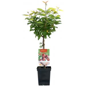 Kersenboom (prunus avium "Dubbele Meikers") fruitbomen Kersenboom (prunus avium "Dubbele Meikers") fruitbomen