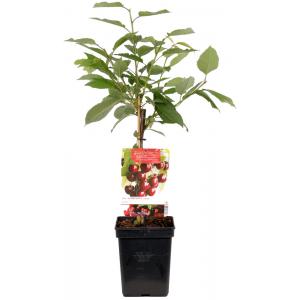 Kersenboom (prunus avium "Kordia") fruitbomen Kersenboom (prunus avium "Kordia") fruitbomen