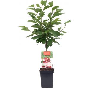 Kersenboom (prunus avium "Stella") fruitbomen Kersenboom (prunus avium "Stella") fruitbomen