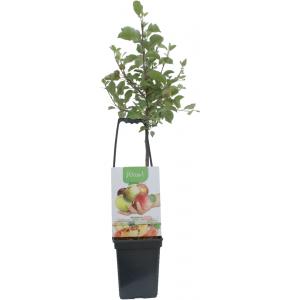 Appelboom mix (James Grieve/Elstar/Golden Delicious/Jonagold/Summer Red) fruitbomen Appelboom mix (James Grieve/Elstar/Golden Delicious/Jonagold/Summer Red) fruitbomen