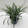 Zegge (Carex laxiculmis "Bunny Blue") siergras