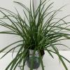 Zegge (Carex "Irish Green") siergras