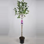 Sering op stam 85 cm (syringa vulgaris "Ludwig Sp&auml;th") 