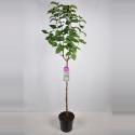 Sering op stam 85 cm (syringa vulgaris "Souv. d'Alice Harding")