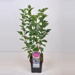 Sering (syringa vulgaris "Victor Lemoine")