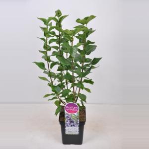 Sering (syringa vulgaris "Victor Lemoine") Sering (syringa vulgaris "Victor Lemoine")