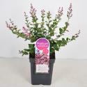 Dwergsering (syringa Bloomerang&reg;"Pink Perfume")