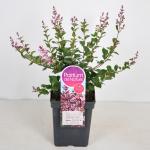 Dwergsering (syringa Bloomerang&reg;"Pink Perfume")