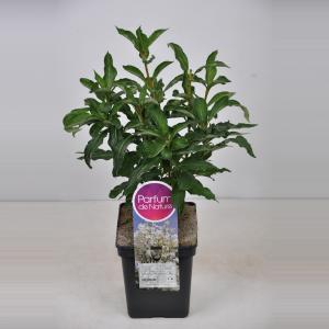 Sering (syringa villosae "Tammelan Kaunotar") Sering (syringa villosae "Tammelan Kaunotar")