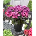 Hydrangea Macrophylla "Black Diamond® Dark Angel Purple"® schermhortensia