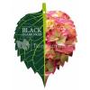 Hydrangea Macrophylla "Black Diamond® Red Angel"® boerenhortensia