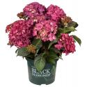 Hydrangea Macrophylla "Black Diamond® Red Angel Purple"® boerenhortensia