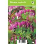 Gebroken hartje (dicentra spectabilis) voorjaarsbloeier