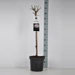 Grootbloemige roos op stam (rosa "A Whiter Shade of Pale"&reg;)