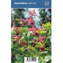 Elfenbloem (epimedium rubrum) schaduwplant