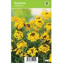 Muurbloem (erysimum "Goldstaub") voorjaarsbloeier
