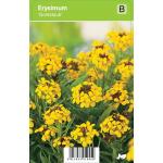 Muurbloem (erysimum "Goldstaub") voorjaarsbloeier
