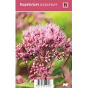 Leverkruid (eupatorium purpureum) najaarsbloeier