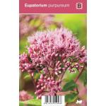Leverkruid (eupatorium purpureum) najaarsbloeier