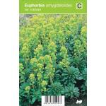 Wolfsmelk (euphorbia amygdaloides Var. Robbiae) voorjaarsbloeier