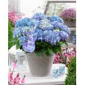 Hydrangea Macrophylla Music Collection "Blue Ballad"® boerenhortensia