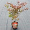 Japanse esdoorn (Acer palmatum "Starfish") heester