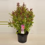 Dwergsering (syringa "Sugar Plum Fairy"&reg;) 