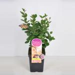 Dwergsering (syringa "Tinkerbelle"&reg;Parfum de Nature) 