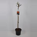 Grootbloemige roos op stam (rosa "Ingrid Bergman"&reg;)
