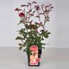 Grootbloemige roos Parfum de Nature (rosa "Duftfestival"®)