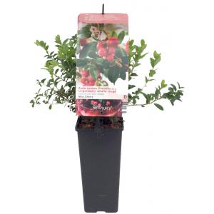 Bosbes (vaccinium vitis-idaea "Miss Cherry"®) fruitplanten Bosbes (vaccinium vitis-idaea "Miss Cherry"®) fruitplanten