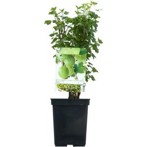 Groene kruisbes (ribes uva crispa "Tatjana") fruitplanten Groene kruisbes (ribes uva crispa "Tatjana") fruitplanten