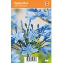 Afrikaanse lelie (agapanthus "Blue Umbrella") zomerbloeier