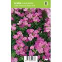 Rijstebrij (arabis little treasure "Deep Pink") voorjaarsbloeier