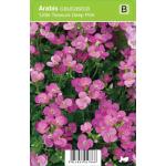 Rijstebrij (arabis little treasure "Deep Pink") voorjaarsbloeier
