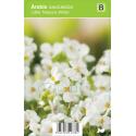 Rijstebrij (arabis little treasure "White") voorjaarsbloeier