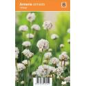 Engels gras (armeria armada "White") zomerbloeier
