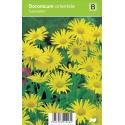 Voorjaarszonnebloem (doronicum orientale "Leonardo") voorjaarsbloeier