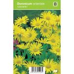 Voorjaarszonnebloem (doronicum orientale "Leonardo") voorjaarsbloeier