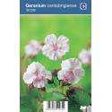 Ooievaarsbek (geranium cantabrigiense "St. Ola") schaduwplant