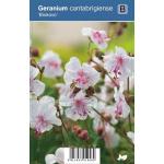 Ooievaarsbek (geranium cantabrigiense "Biokovo") schaduwplant