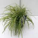 Zegge (Carex oshimensis "Eversheen") siergras