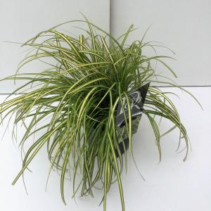 Zegge (Carex oshimensis "Eversheen") siergras