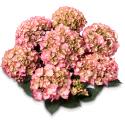 Hydrangea Macrophylla Classic® "Adula Pink"® boerenhortensia