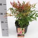Hemelse bamboe (Nandina domestica &ldquo;Tuscan Flame&rdquo;&reg;) heester