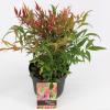 Hemelse bamboe (Nandina domestica &ldquo;Tuscan Flame&rdquo;&reg;) heester